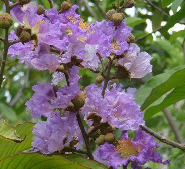 Queens Crepe Myrtle (Lagerstroemia speciosa)