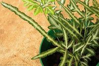Pteris victoriae - Ladybird Nursery