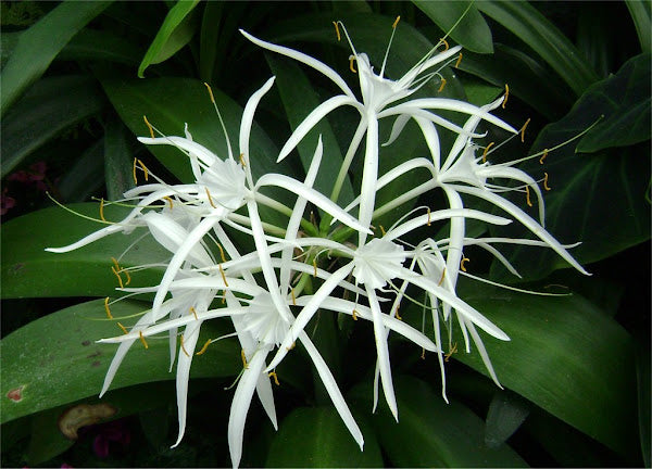 Spider Lily Green Tinge (Hymenocallis speciosa)