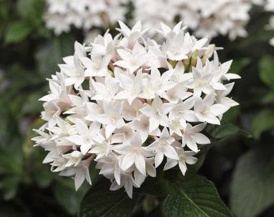 Pentas White (Pentas lanceolata)