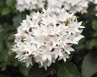 Pentas White (Pentas lanceolata)