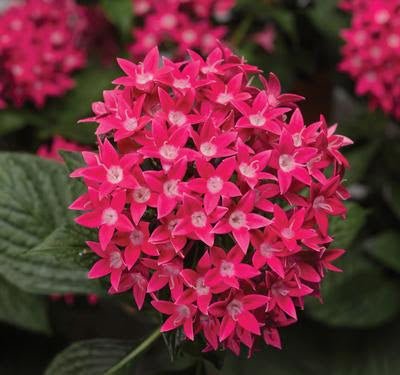 Pentas Starcluster Rose - Ladybird Nursery
