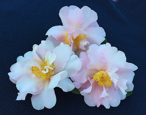 Camellia Contemplation (Camellia)