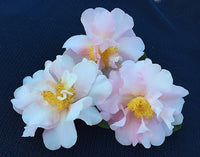 Camellia Contemplation (Camellia) - Ladybird Nursery