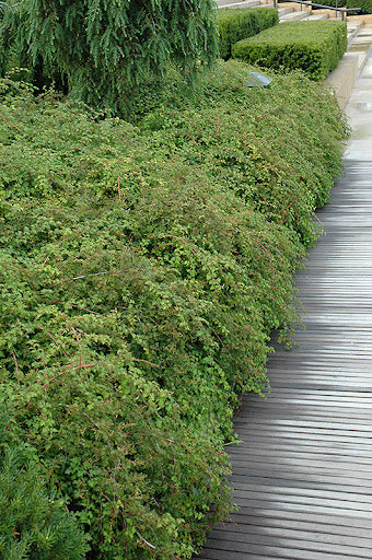 Cutleaf Stephanandra (Stephanandra incisa)