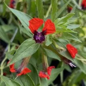 Cuphea Magenta (Cuphea FloriGlory)