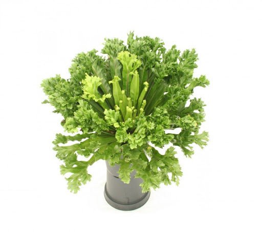 Crested Bird's Nest Fern (Asplenium nidus) - Ladybird Nursery