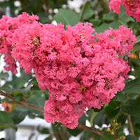 Crepe Myrtle Tuscarora (Lagerstroemia) - Advanced