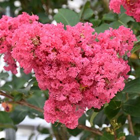Crepe Myrtle Tuscarora (Lagerstroemia) - Advanced (PICK UP ONLY) - Ladybird Nursery
