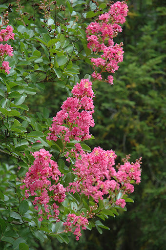 Crepe Myrtle Hopi (Lagerstroemia)