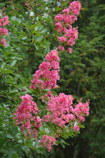 Crepe Myrtle Hopi (Lagerstroemia) - Ladybird Nursery
