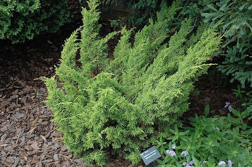 Chinese Juniper Shimpaku (Juniperus chinensis) - Ladybird Nursery