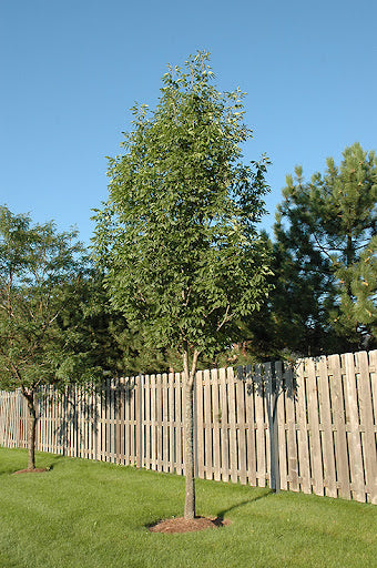 Sparzam Sparticus™ (Fraxinus americana)