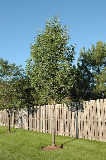Sparzam Sparticus™ (Fraxinus americana) - Ladybird Nursery