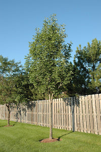 Sparzam Sparticus™ (Fraxinus americana)