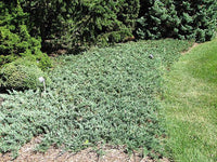 Creeping Juniper douglasii (Juniperus horizontalis) - Ladybird Nursery