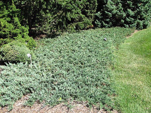 Creeping Juniper douglasii (Juniperus horizontalis) - Ladybird Nursery