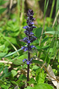 Common Bugle (Ajuga reptans)