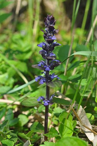 Common Bugle (Ajuga reptans) - Ladybird Nursery
