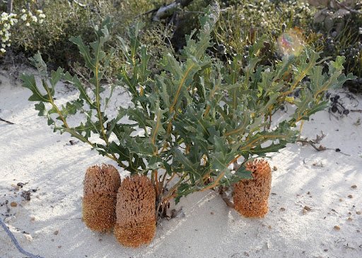 Creeping Banksia (Banksia repens) - Ladybird Nursery