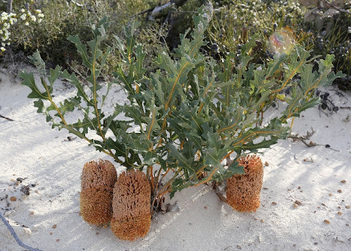 Creeping Banksia (Banksia repens)