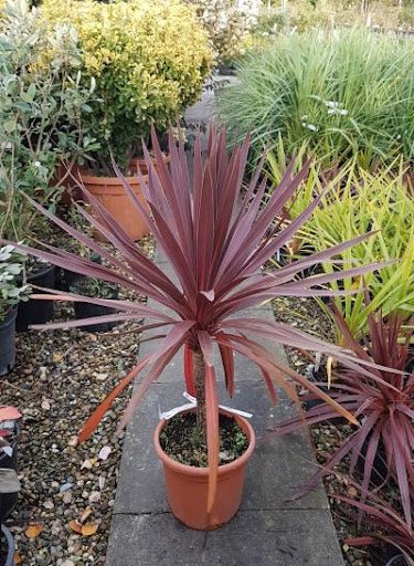 Cordyline Red Star (Cordyline australis) - Ladybird Nursery