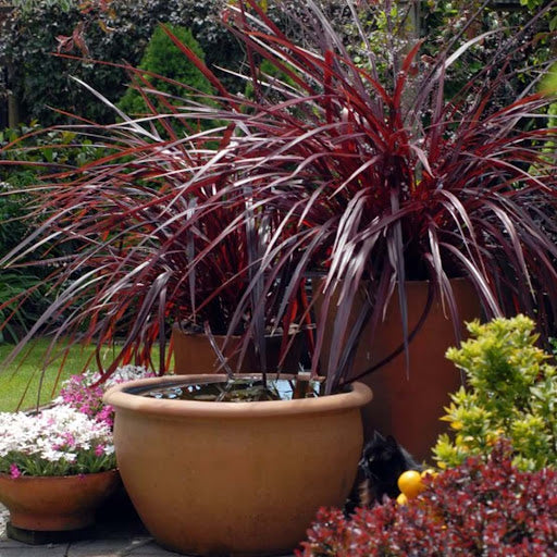 Cordyline Fountain (Cordyline Red)