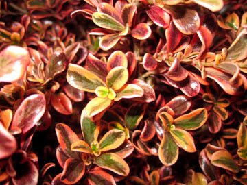 Coprosma Royale - Ladybird Nursery
