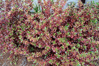 Coprosma Rainbow Surprise
