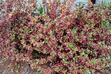 Coprosma Rainbow Surprise - Ladybird Nursery