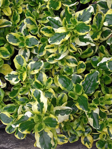 Coprosma Green and Gold