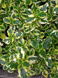 Coprosma Green and Gold - Ladybird Nursery