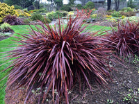 Cordyline Designer Burgundy (Cordyline australis)