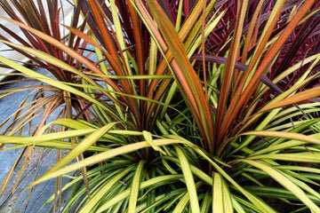 Cordyline Cha Cha™ (Cordyline australis) - Ladybird Nursery