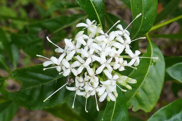 Small - leaved Pavetta (Pavetta australiensis) - Ladybird Nursery