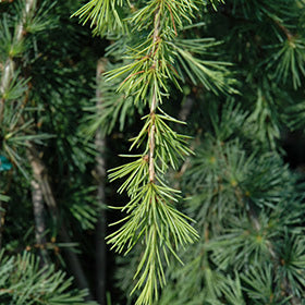 Deodar Cedar Bogles Golden Bowl (Cedrus deodara)