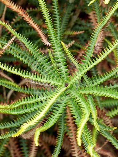 Dryandra - leaved Banksia (Banksia dryandroides) - Ladybird Nursery