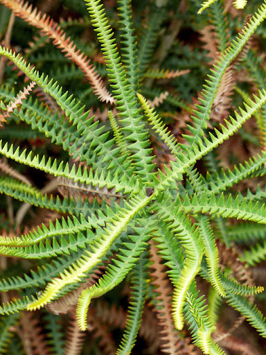 Dryandra-leaved Banksia (Banksia dryandroides)