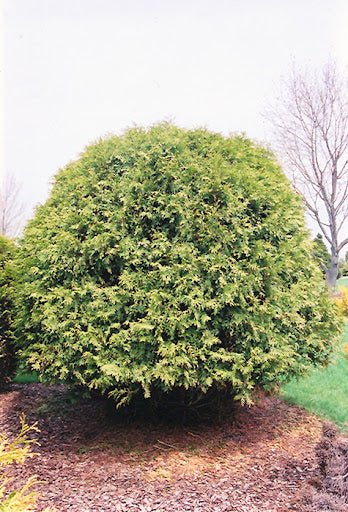Dwarf Arborvitae Little Champion (Thuja occidentalis) - Ladybird Nursery