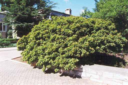Dwarf Dogwood (Cornus pumila)