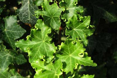 English Ivy Parsley Crested (Hedera helix)