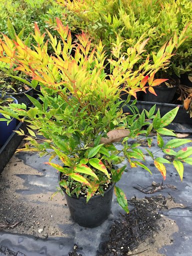Heavenly Bamboo Moon Bay (Nandina domestica) - Ladybird Nursery