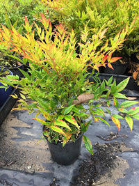 Heavenly Bamboo Moon Bay (Nandina domestica)