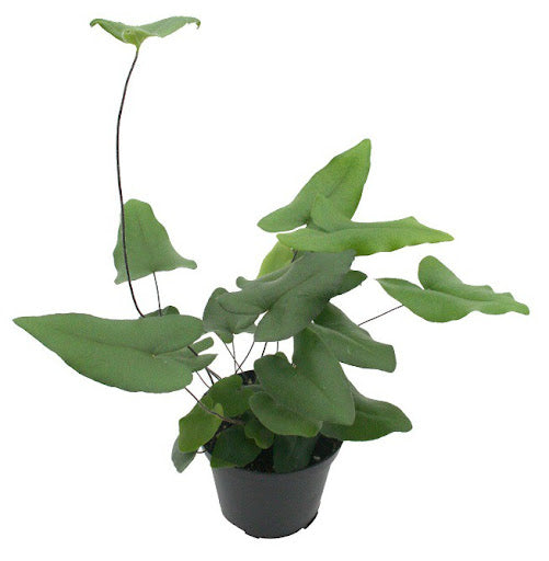 Heart Fern (Hemionitis arifolia)