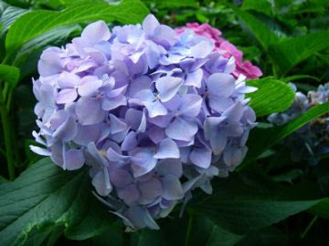 Hydrangea Blue (Hydrangea Spp.)