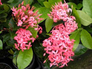 Ixora Tropic Blush - Ladybird Nursery