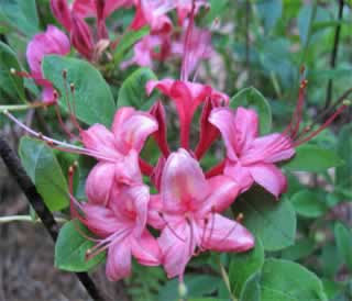 Azalea Misty Pink