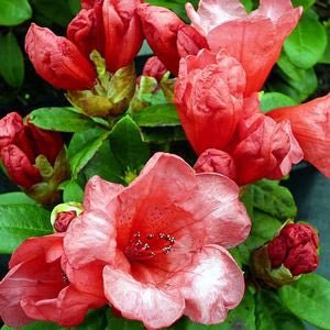 Azalea Molly Anne - Ladybird Nursery