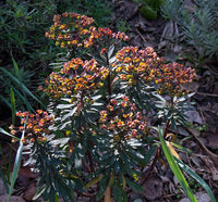 Blackbird Spurge (Euphorbia characias)