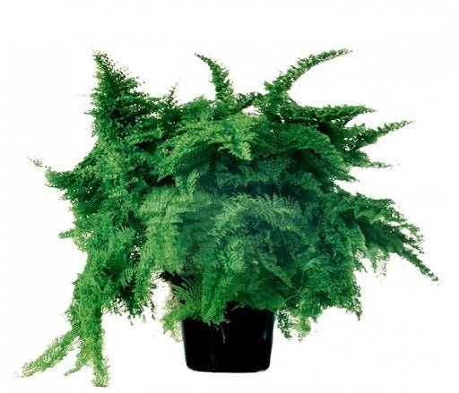 Boston Fern Marisa (Nephrolepis exaltata) - Ladybird Nursery